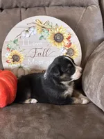 Ivy, a female Miniature American Shepherd for sale in Trinidad, CO – 1 of 6