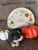Ivy, a female Miniature American Shepherd for sale in Trinidad, CO – 3 of 6
