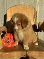 Maple, a female Miniature American Shepherd for sale in Trinidad, CO – 3 of 6