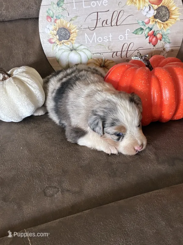 Frosty  – Miniature American Shepherd puppy for sale in Trinidad, CO