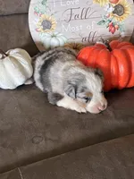 Frosty , a female Miniature American Shepherd for sale in Trinidad, CO – 1 of 5