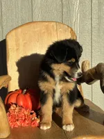 Coco, a female Miniature American Shepherd for sale in Trinidad, CO – 5 of 5