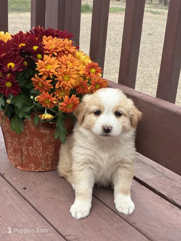 Rose – Miniature American Shepherd puppy for sale in Trinidad, CO