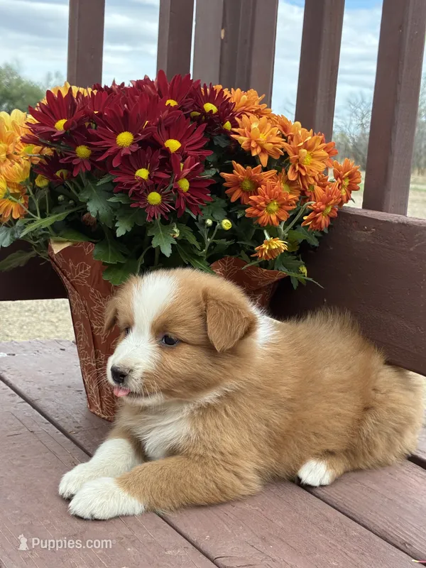 Ruby  – Miniature American Shepherd puppy for sale in Trinidad, CO