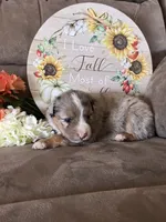 Willow, a female Miniature American Shepherd for sale in Trinidad, CO – 4 of 5
