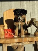 Coco, a female Miniature American Shepherd for sale in Trinidad, CO – 2 of 5