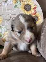 Willow, a female Miniature American Shepherd for sale in Trinidad, CO – 3 of 5