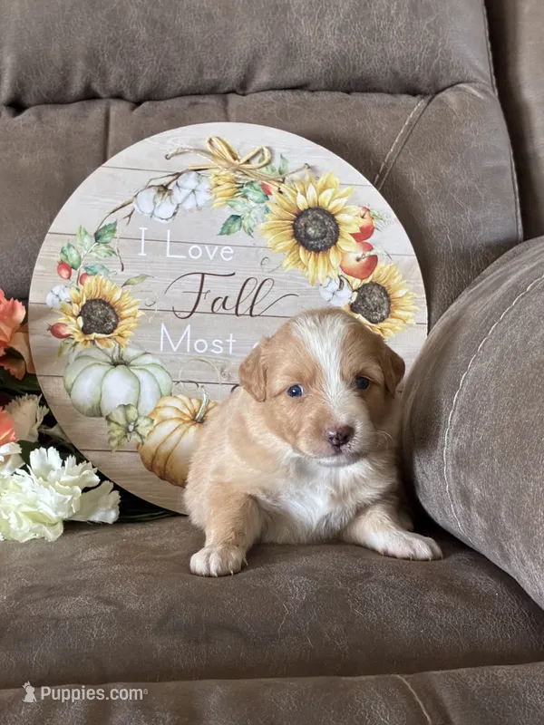 Maple – Miniature American Shepherd puppy for sale in Trinidad, CO