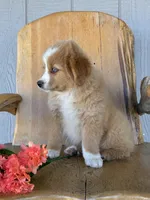 Ruby , a female Miniature American Shepherd for sale in Trinidad, CO – 4 of 4