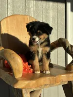 Coco, a female Miniature American Shepherd for sale in Trinidad, CO – 4 of 5