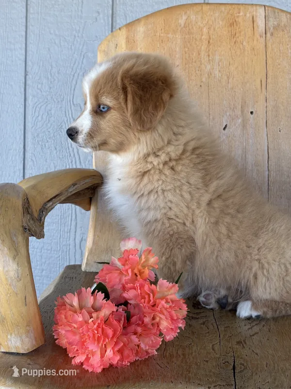 Maple – Miniature American Shepherd puppy for sale in Trinidad, CO