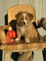 Maple, a female Miniature American Shepherd for sale in Trinidad, CO – 4 of 6