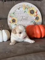 Rose, a female Miniature American Shepherd for sale in Trinidad, CO – 4 of 6