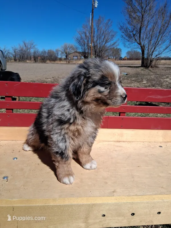 Flint – Miniature American Shepherd puppy for sale in Trinidad, CO