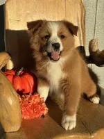 Ruby , a female Miniature American Shepherd for sale in Trinidad, CO – 2 of 4