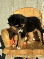 Coco, a female Miniature American Shepherd for sale in Trinidad, CO – 3 of 5
