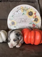 Frosty , a female Miniature American Shepherd for sale in Trinidad, CO – 2 of 5