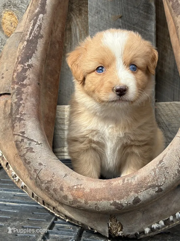 Maple – Miniature American Shepherd puppy for sale in Trinidad, CO