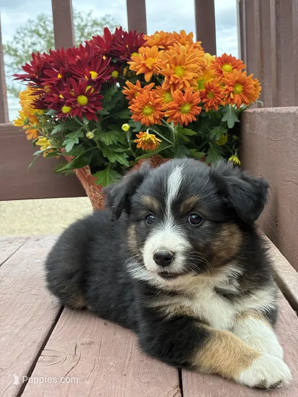 Ivy – Miniature American Shepherd puppy for sale in Trinidad, CO