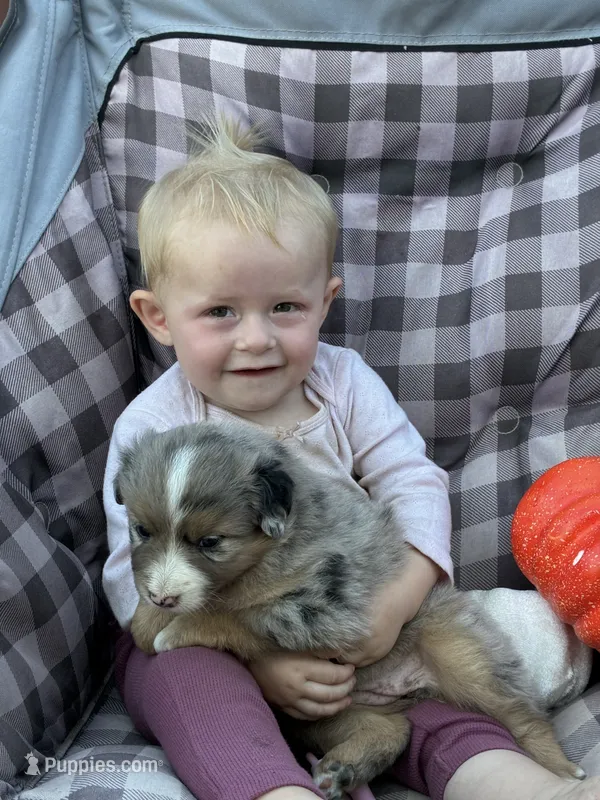 Willow – Miniature American Shepherd puppy for sale in Trinidad, CO
