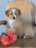 Maple, a female Miniature American Shepherd for sale in Trinidad, CO – 1 of 6