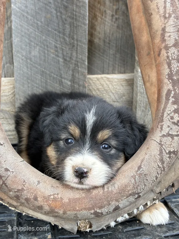 Coco – Miniature American Shepherd puppy for sale in Trinidad, CO