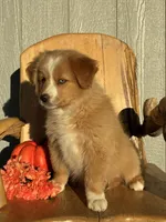 Maple, a female Miniature American Shepherd for sale in Trinidad, CO – 5 of 6
