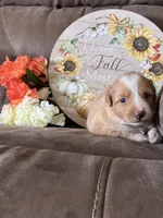 Maple, a female Miniature American Shepherd for sale in Trinidad, CO – 2 of 5