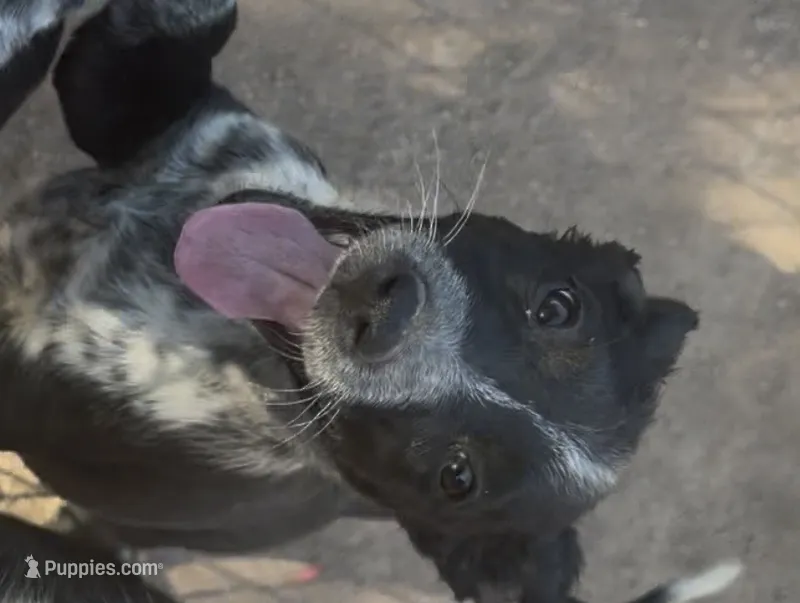 Border collies – Border Collie puppy for sale in Chandler Heights, AZ