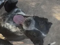 Border collies, a male Border Collie for sale in Chandler Heights, AZ – 1 of 1