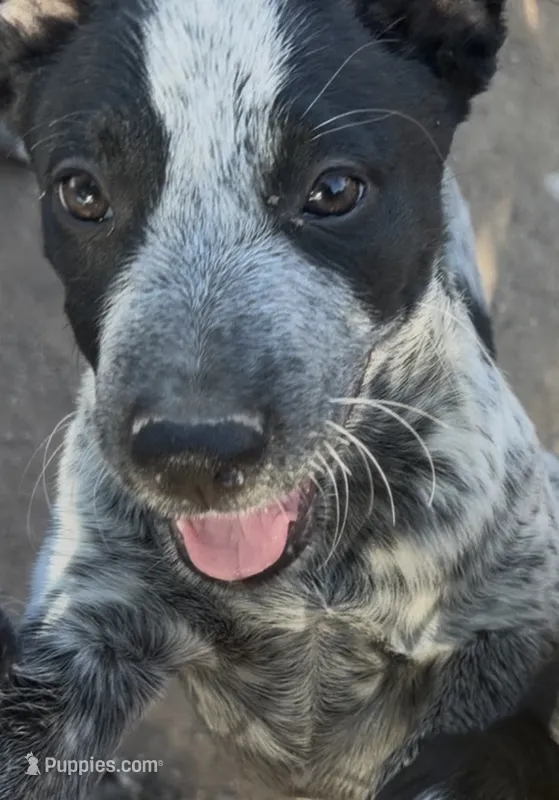 Border collies  – Border Collie puppy for sale in Chandler Heights, AZ