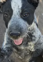 Border collies , a male Border Collie for sale in Chandler Heights, AZ – 1 of 1
