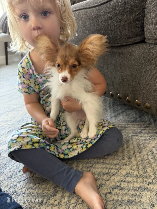 Lyla – Papillon puppy for sale in Saint Marys, KS