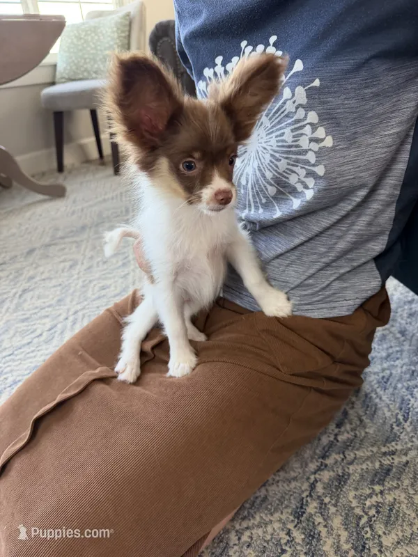 Gordy – Papillon puppy for sale in Saint Marys, KS