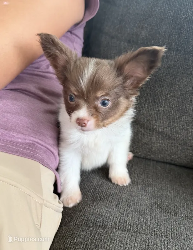 Gordy – Papillon puppy for sale in Saint Marys, KS
