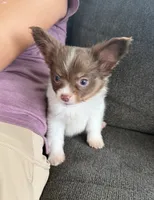 Gordy, a male Papillon for sale in Saint Marys, KS – 1 of 1