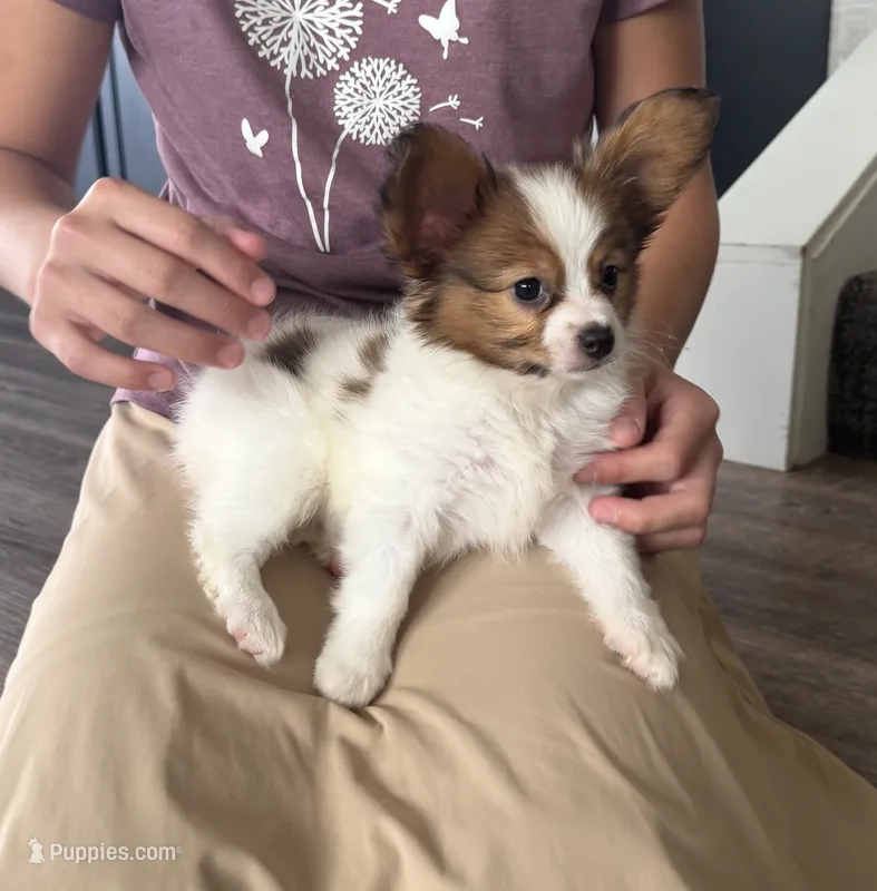 Jasmine – Papillon puppy for sale in Saint Marys, KS