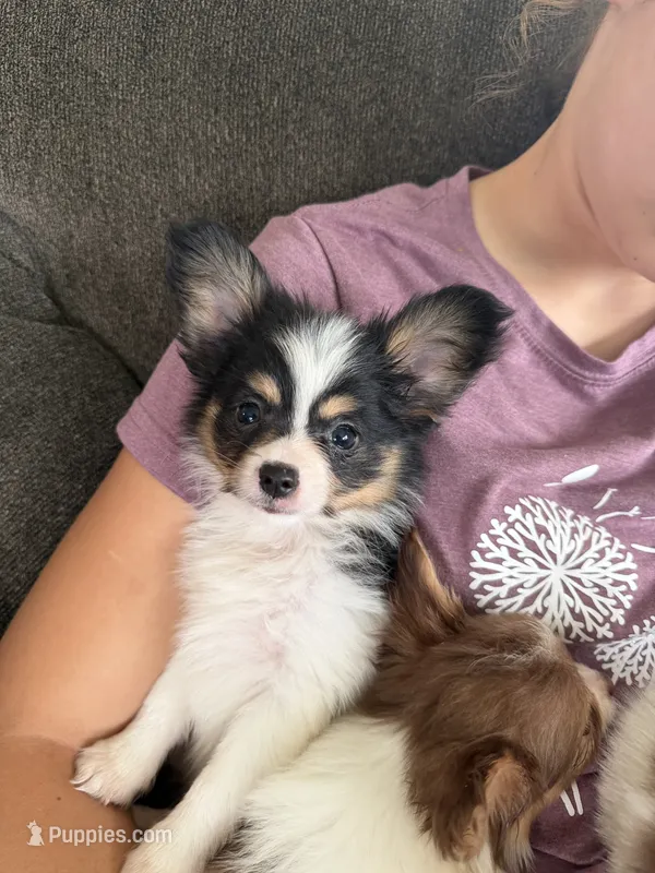Kelso – Papillon puppy for sale in Saint Marys, KS