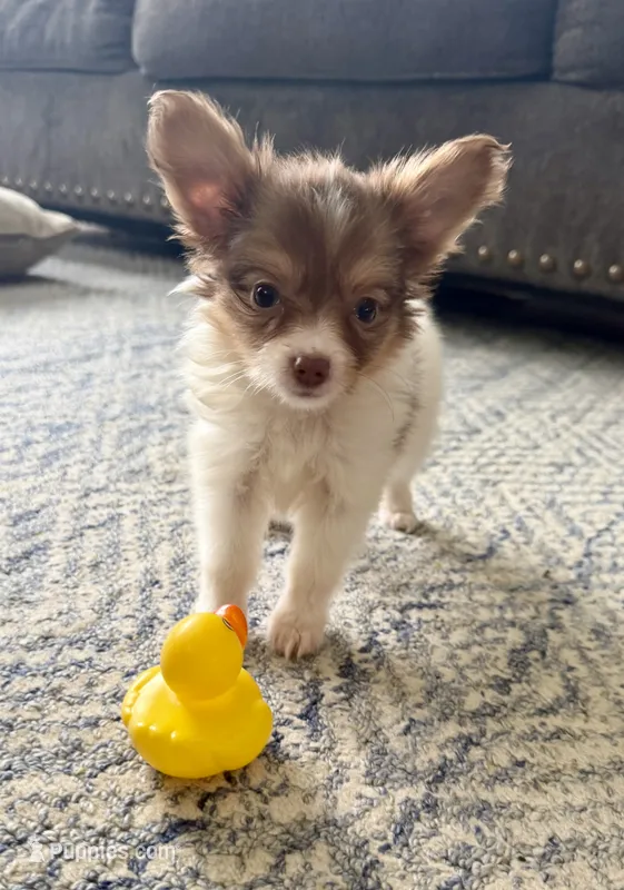 Lyla – Papillon puppy for sale in Saint Marys, KS