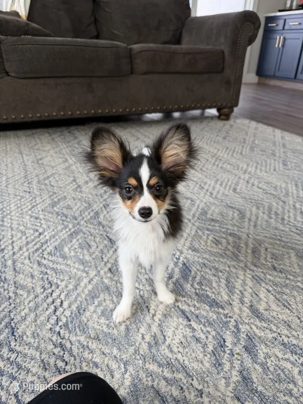 Kelso – Papillon puppy for sale in Saint Marys, KS