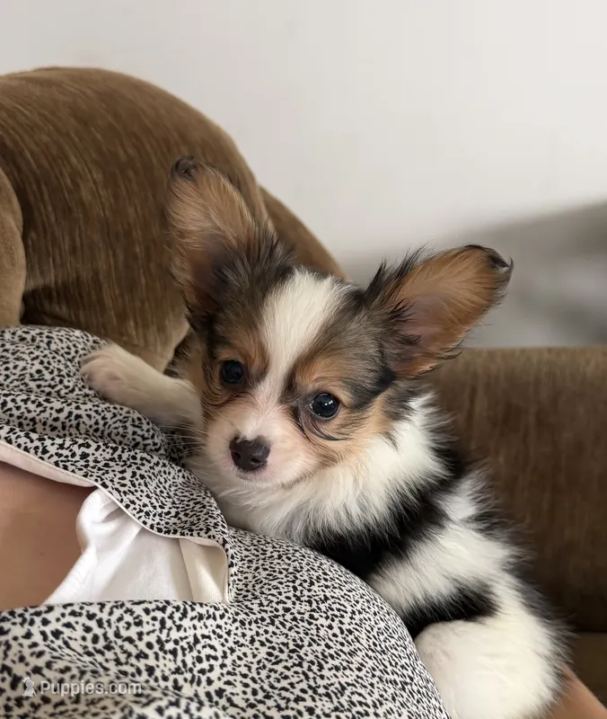 Peter – Papillon puppy for sale in Saint Marys, KS