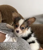 Peter, a male Papillon for sale in Saint Marys, KS – 1 of 1