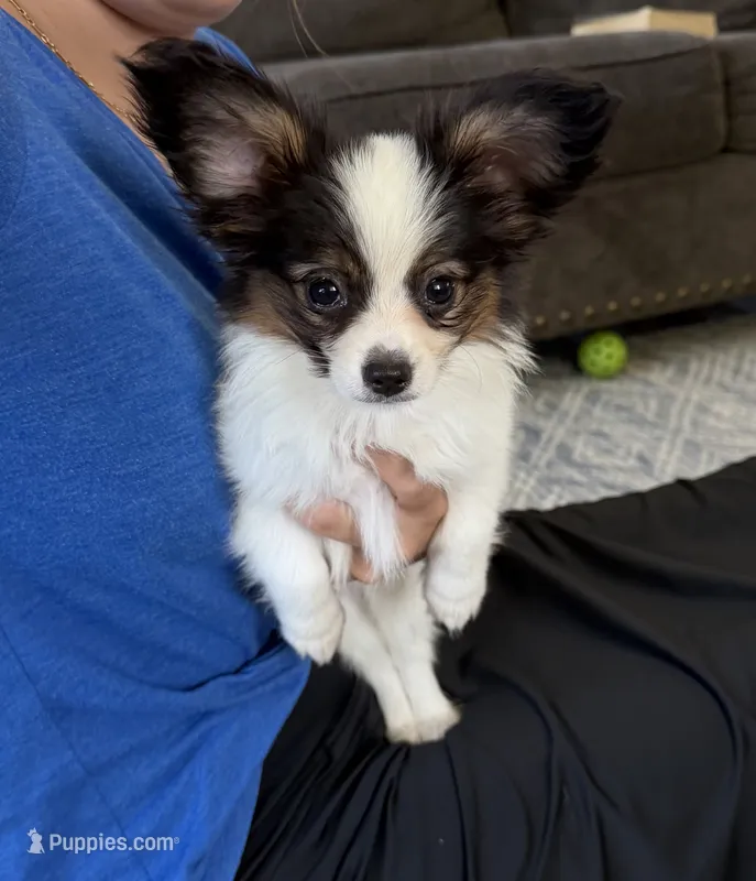 Jessie – Papillon puppy for sale in Saint Marys, KS