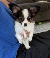 Jessie, a female Papillon for sale in Saint Marys, KS – 1 of 1