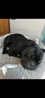 Venom, a male American Bully for sale in Lincoln, NE – 2 of 3