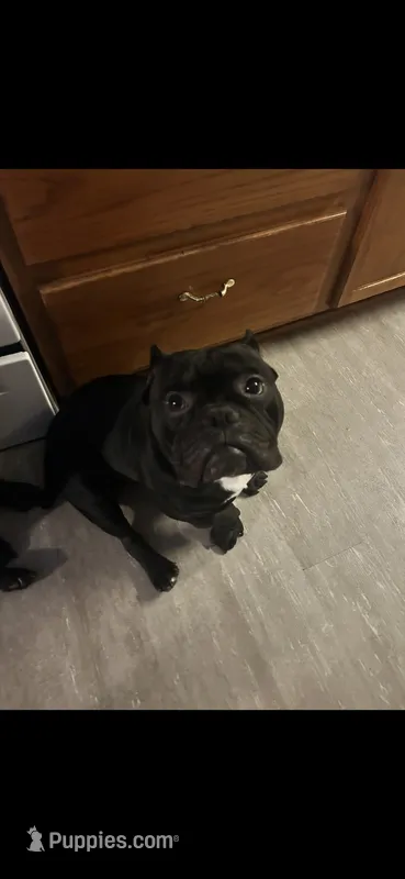 Venom – American Bully puppy for sale in Lincoln, NE