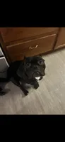Venom, a male American Bully for sale in Lincoln, NE – 1 of 3