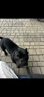 Venom, a male American Bully for sale in Lincoln, NE – 3 of 3