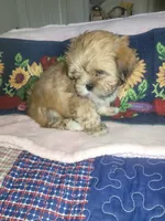 Diki, a female Lhasa Apso for sale in Victorville, CA – 2 of 7