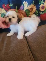 Ketu, a male Lhasa Apso for sale in Victorville, CA – 6 of 7